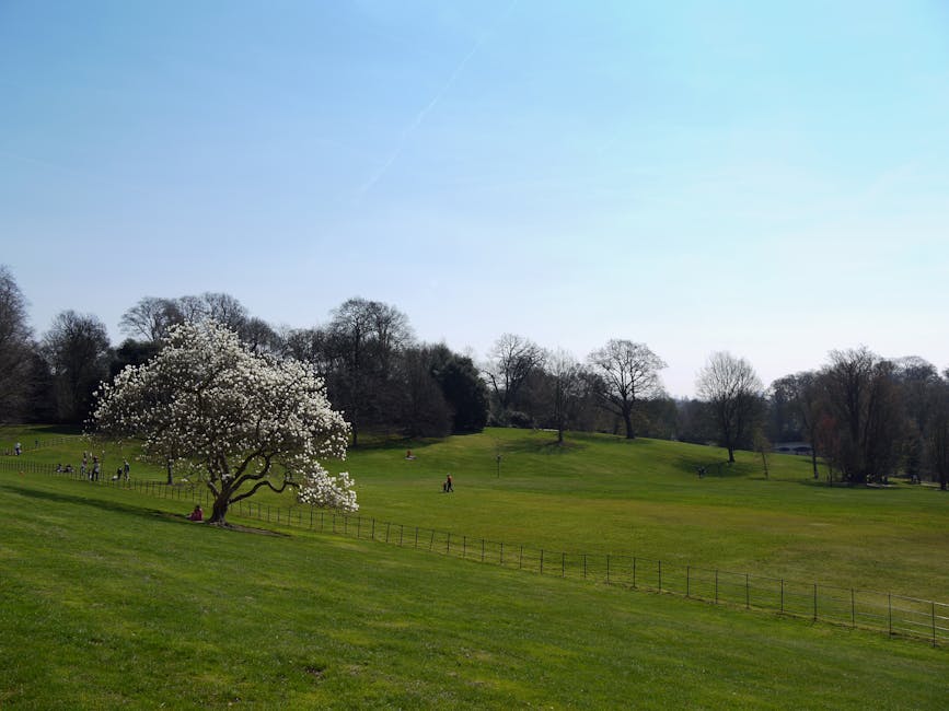 A wide view of Hampstead Heath on a clear day with a bright blue sky. In the foreground, a gently sloping grassy area features a single blossoming tree with white flowers, around which several people are sitting and walking. Further back, the open green space extends with scattered leafless and partially leafed trees, some positioned on a gentle hillside. A small section of pathway and a wooden fence are visible near the blossoming tree, indicating a designated area within the park. The scene is illuminated by natural daylight, highlighting the lush greenery and the peaceful outdoor environment. Although the image does not directly depict house removals or moving logistics, its connection to a scenic outdoor setting aligns with Hampstead's well-known nature and leisure areas, which are relevant to home relocation processes involving packing and transporting belongings in a scenic, urban environment, as showcased on hampsteadmanandvan.com.